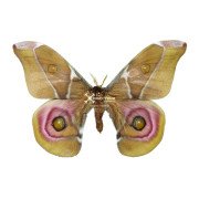 ANTHERINA SURAKA